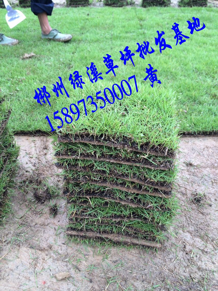 草皮每平米多少钱  草皮价格