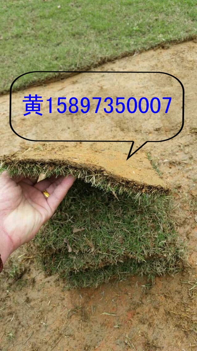 郴州草皮价格【湖南郴州草皮】  湖南草皮