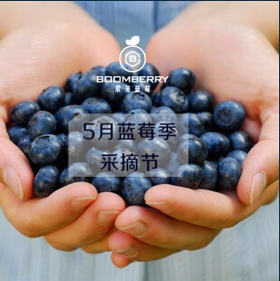 欣荣蓝莓园蓝莓开抢 顺风生鲜免费送货上门 全场包邮  蓝莓鲜果