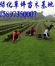 湖南衡阳草皮【衡阳草坪价格】