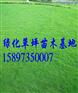 【草皮价格】【优质草皮价格】绿化草皮价格