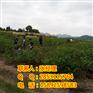 贵阳川早2号核桃苗，贵阳哪里有卖核桃苗，贵阳早熟核桃苗