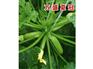 耐高温油绿型西葫芦种子——寿光万盛种业