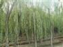 垂柳市场行情★大量销售垂柳★安徽垂柳种植基地★绿苑低价供应