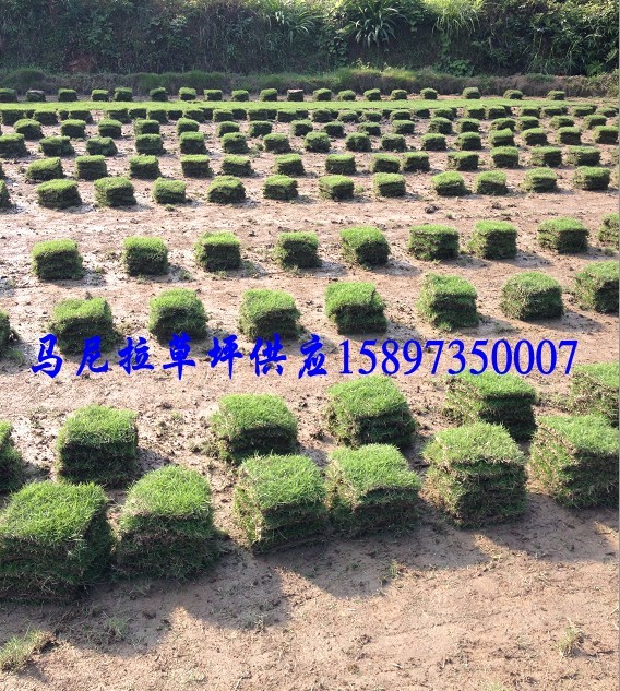 广西草皮价格 广西绿化草皮 广西马尼拉草坪  广西草坪