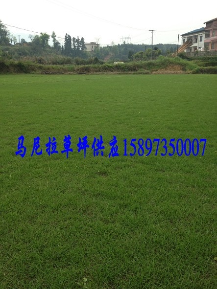 长沙草皮草皮价格-湖南长沙草坪供应  长沙草皮价格
