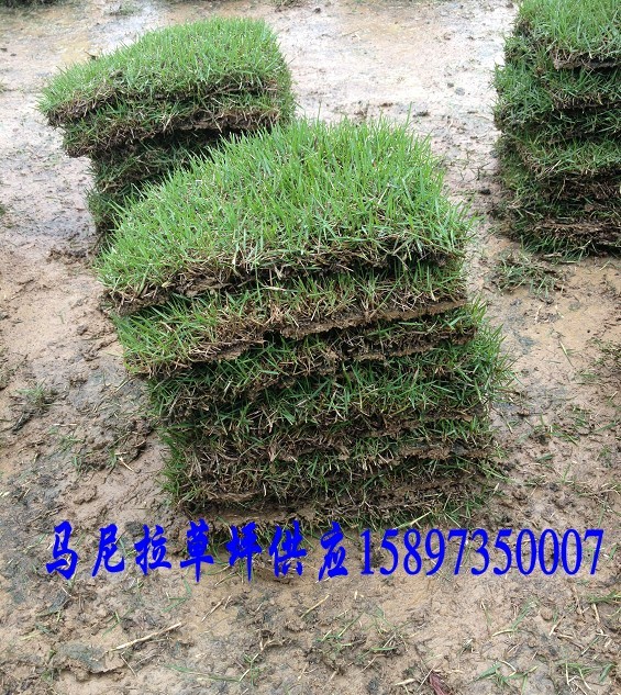 长沙草皮草皮价格-湖南长沙草坪供应  长沙草皮价格