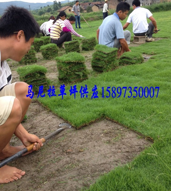 长沙草皮草皮价格-湖南长沙草坪供应  长沙草皮价格