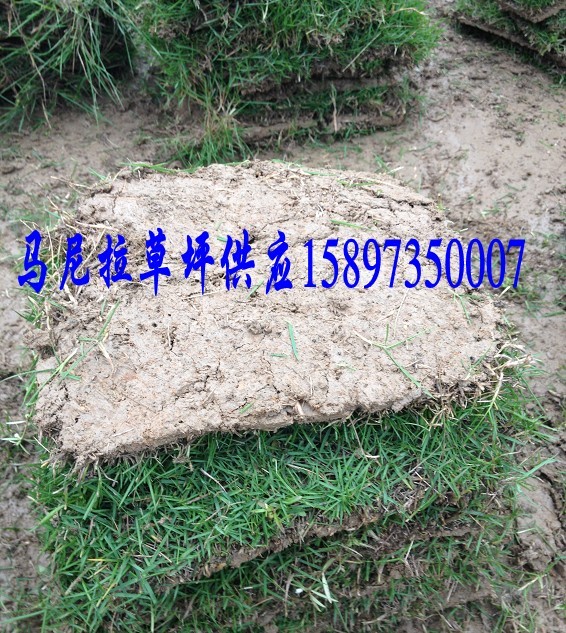 武汉草皮-武汉绿化草皮-武汉草坪价格