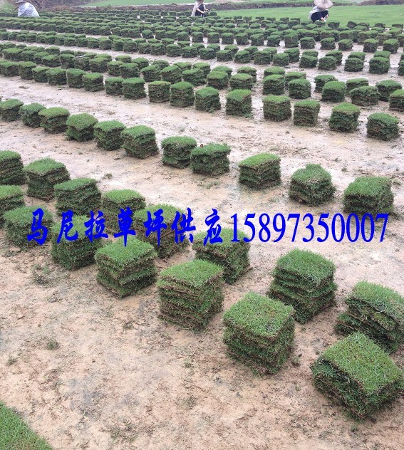 武汉草皮-武汉绿化草皮-武汉草坪价格