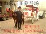 温岭骑乘马价格 正规养马场