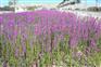 大量出售紫花鼠尾草_【荐】最好的鼠尾草厂家直销