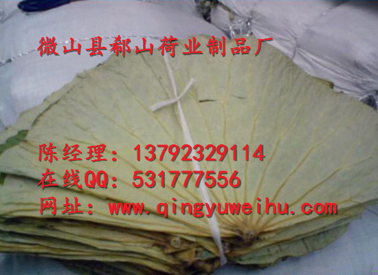 供应干荷叶  整张荷叶  大片荷叶  中药材荷叶丝