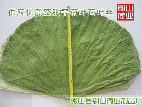 供应干荷叶  整张荷叶  大片荷叶  中药材荷叶丝