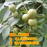 都匀川早核桃苗，都匀核桃苗防虫方法，都匀核桃苗修剪枝条