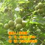 黔南川早核桃苗，黔南香玲核桃苗，黔南薄壳核桃苗