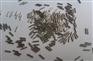放射粒子植入技术说明