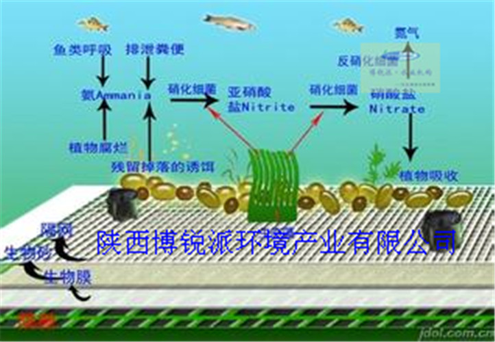 供應(yīng)陜西博銳派水生態(tài)凈化系統(tǒng)