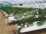 【晟荣温室】生态餐厅造价|花卉温室造价|园艺温室造价