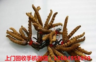 罗湖上门回收冬虫夏草  罗湖回收虫草  罗湖虫草回收  罗湖哪里回收虫草