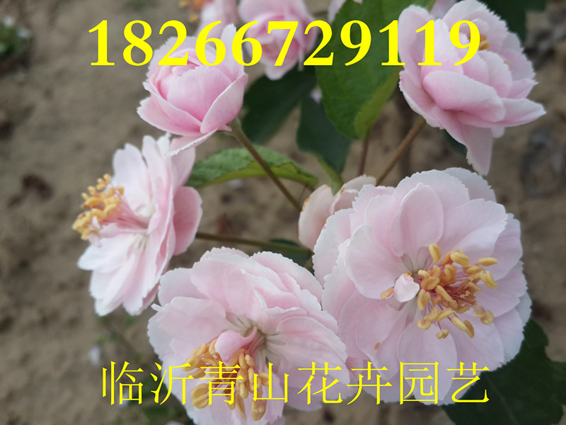 山东临沂正宗白兰地海棠  白兰地海棠接穗  白兰地海棠小苗  白兰地海棠苗价格