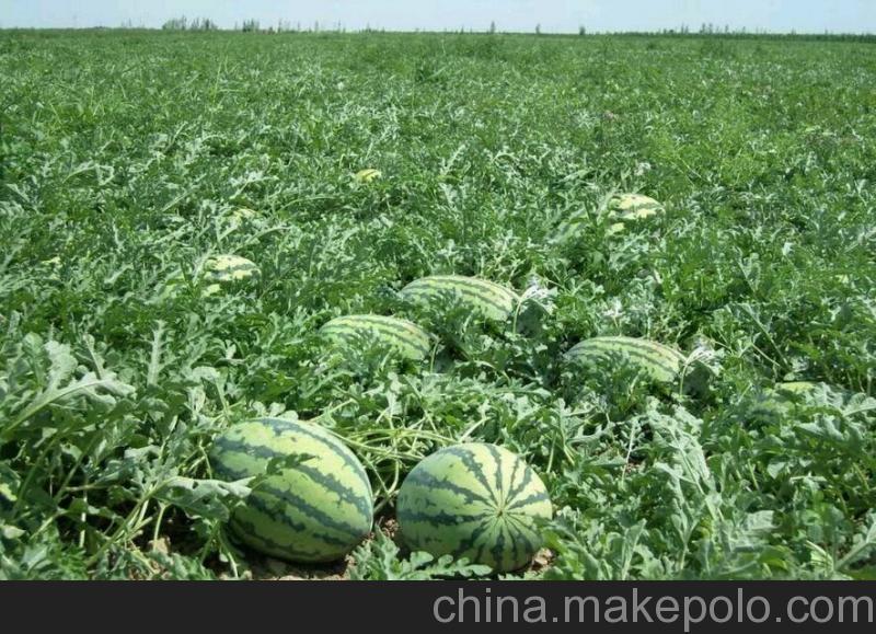 陕西西瓜基地-大荔县京欣西瓜产地直销价格&nbsp;&nbsp;大荔西瓜&nbsp;&nbsp;西瓜行情价格