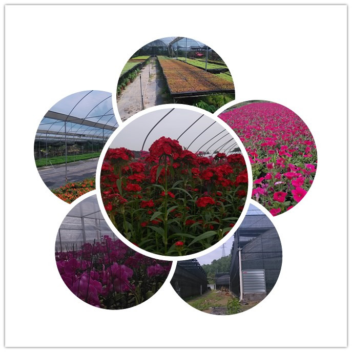 福建時(shí)令草花 福建國(guó)產(chǎn)時(shí)令草花千日紅生產(chǎn)基地