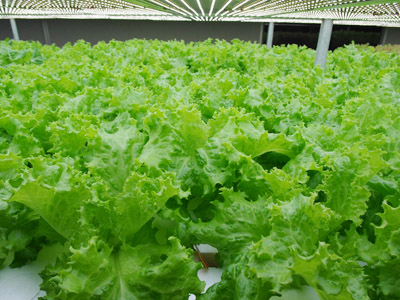 中国蔬菜加工|河南热卖蔬菜生产基地