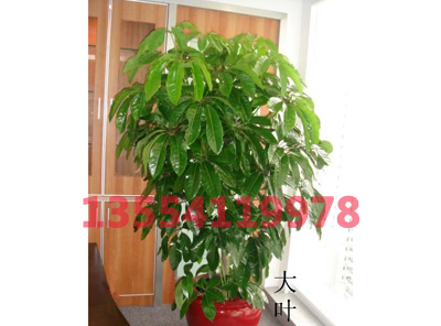 武漢植物租賃|植物租賃公司|花卉租賃|辦公室植物租擺