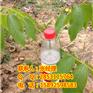 丽江核桃苗，丽江川早2号核桃苗，丽江核桃苗最佳种植时间