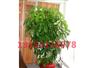 武汉植物租赁|植物租赁公司|花卉租赁|办公室植物租摆