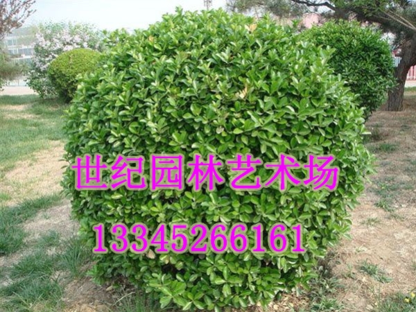黃楊球批發(fā)出售