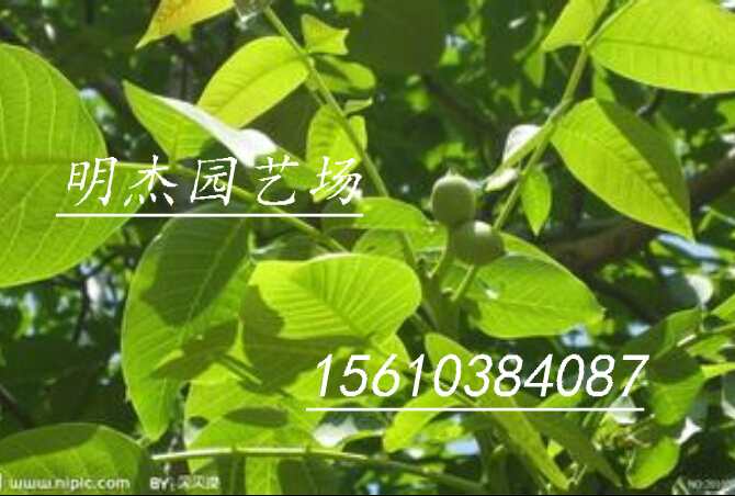 青皮核桃  青皮核桃果  青皮核桃价格  山东青皮核桃