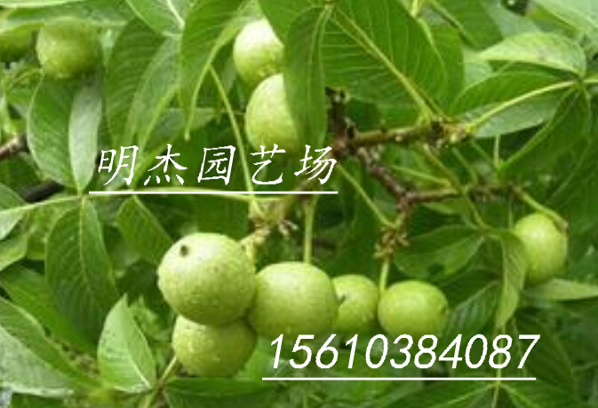 青皮核桃  青皮核桃果  青皮核桃价格  山东青皮核桃
