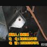 张掖青核桃剥壳机效率，张掖核桃去皮清洗一体机，张掖核桃去皮机