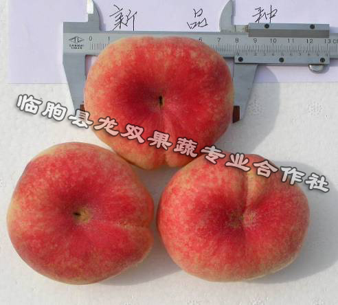 早熟桃樹苗_早熟桃樹苗種植_早熟桃樹苗供應(yīng)