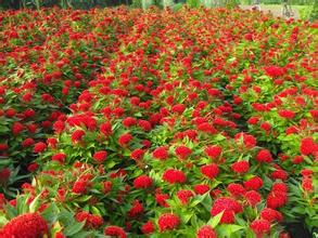 雞冠花 雞冠花種植 雞冠花批發(fā)