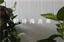 新特海吉布厂家及价格、海基布批发、展厅海基布、海吉布批发