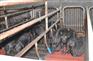 黑猪养殖 黑猪价格 黑猪品种 黑猪基地
