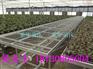 移动苗床 大棚苗床镀锌网片 钢丝育苗网
