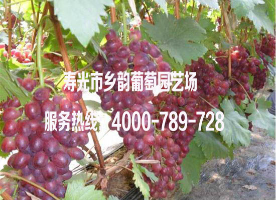北方數(shù)字化標(biāo)準(zhǔn)葡萄園栽培技術(shù)