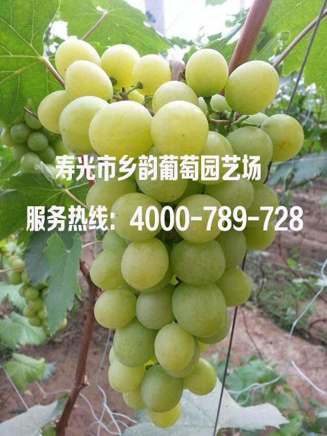 葡萄新品種—鄉(xiāng)韻6號