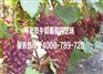 北方数字化标准葡萄园栽培技术