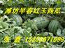 大量供应山东早春红玉西瓜