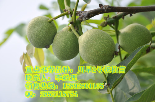 巴中核桃苗，川早2號核桃苗，巴中川早2號核桃苗