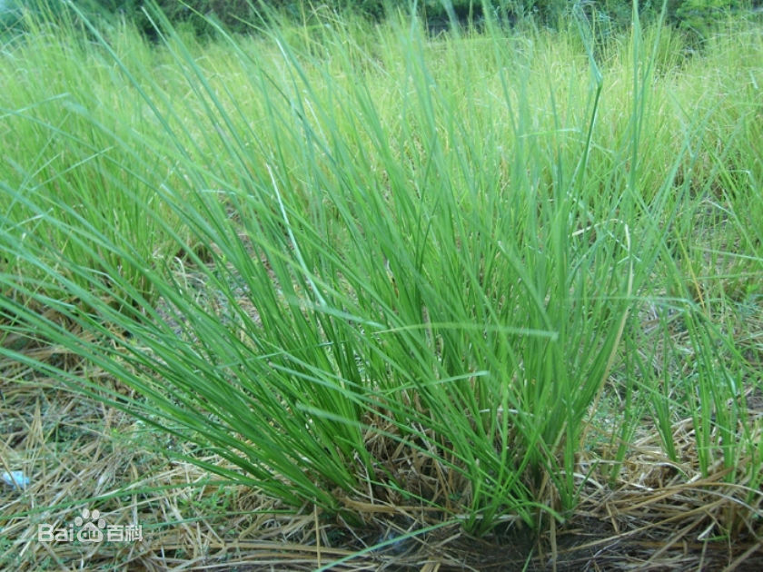 低價香根草：品種好的香根草價格怎么樣