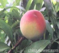 郑三毛桃价格，陕西郑三毛桃批发价格，大量郑三毛桃价格。&nbsp;&nbsp;陕西郑三毛桃价格&nbsp;&nbsp;陕西毛桃价格