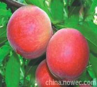 郑三毛桃价格，陕西郑三毛桃批发价格，大量郑三毛桃价格。&nbsp;&nbsp;陕西郑三毛桃价格&nbsp;&nbsp;陕西毛桃价格
