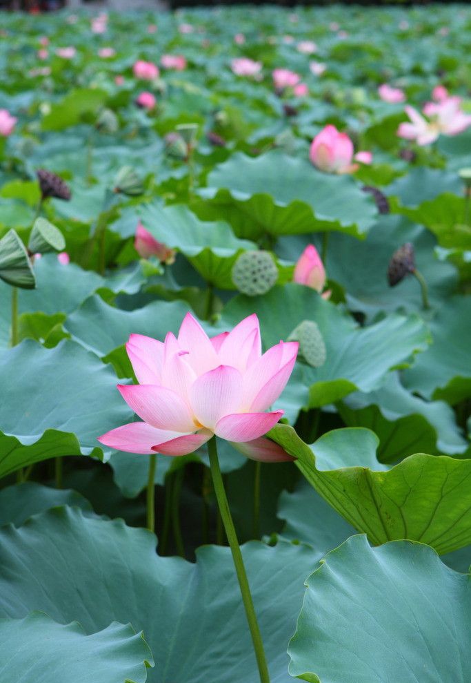 【山東】【江蘇】荷花【種植基地】【供應(yīng)商】