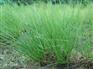 低價(jià)香根草：品種好的香根草價(jià)格怎么樣